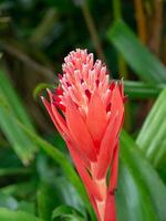 giallo e arancia bromeliad fiore. foto