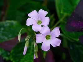 viola trifoglio, amore pianta foto