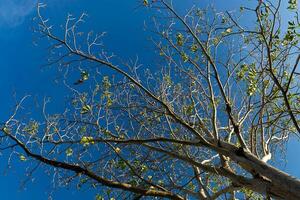 ramo di un albero con sfondo azzurro foto