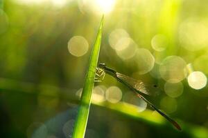 piccolo libellula su le foglie foto