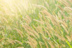 fiore erba nel il mattina foto