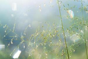 fiore erba nel il mattina foto