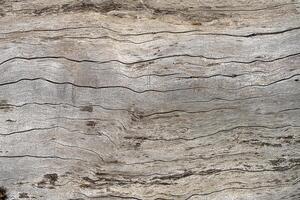 vecchio pino legna struttura foto