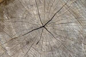 vecchio pino legna struttura foto