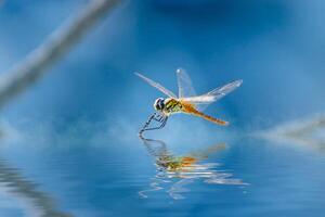 libellula sul ramo foto