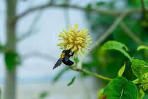 mitragyna speciosa le foglie. foto