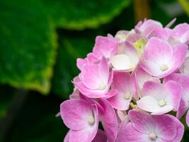 vicino fiore di ortensia foto