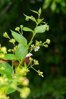 vicino su di notte gelsomino o corallo gelsomino fiore. foto