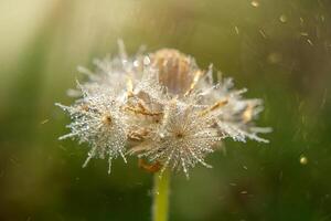 acqua far cadere rugiada su cappotto pulsanti fiore con luce. foto