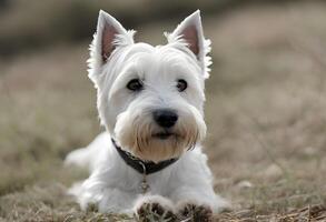 un' Visualizza di un' ovest montanaro terrier foto