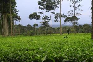 giardino del tè a wonosobo indonesia foto