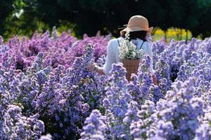 giovane donna che indossa cappello di paglia e abito bianco. lei porta un cesto di fiori e cammina nel campo dei fiori di margherita in estate foto