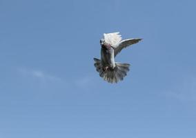 approccio del piccione viaggiatore per l'atterraggio al loft di casa contro il cielo blu chiaro