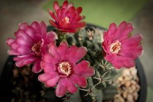 primo piano fiore rosso gymnocalycium baldianum cactus foto