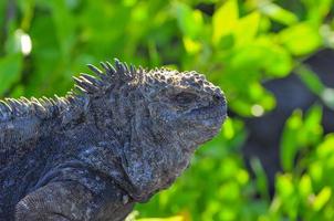 iguana marina galapagos, ecuador foto