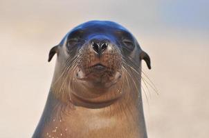 leone marino isola di san cristobal, galapagos, ecuador foto