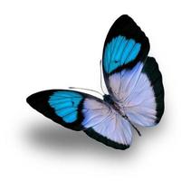 farfalla su uno sfondo bianco foto