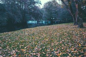 autunno cadono le foglie foto