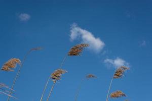 infiorescenze di canna secca contro il cielo foto