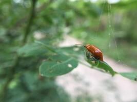 un' avvicinamento tiro di un' rosso coccinella su un' verde foglia foto