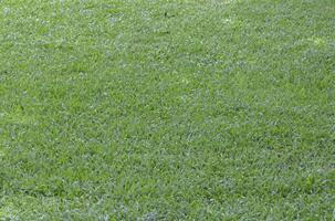 verde prato con bianca sfondo, naturale erba struttura. foto