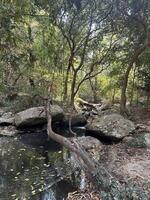 bellissimo Visualizza di il foresta nel il montagne foto