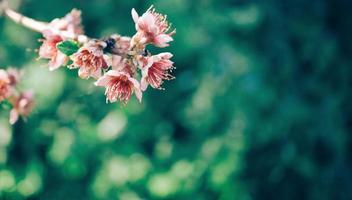 macro di fiori di campo foto