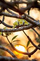 Abbracciare una persona la tranquillità loto fioriture sotto il ambientazione sole per rilassare emozione. foto