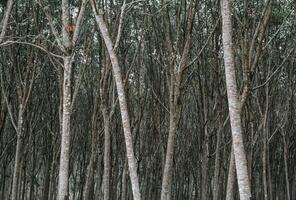 gomma da cancellare albero pianta giardino foto