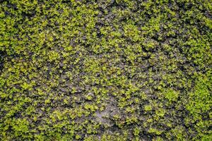 verde muschio su blak suolo struttura foto