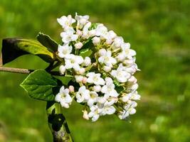 fiore mini cuffie e fiori di coriaceo viburno, Viburnum rhytidophyllum nel primavera foto