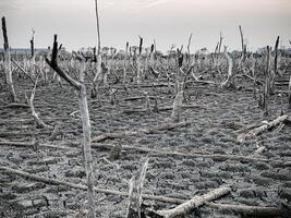 distrutto mangrovia foresta scenario, mangrovia foreste siamo distrutto e perdita a partire dal il espansione di habitat. espansione di habitat distruzione il ambiente, mangrovie foreste degradazione foto