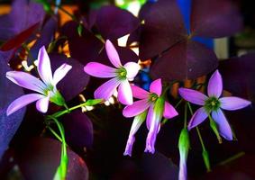 oxalis triangularis, pianta ornamentale di fiori di farfalla foto