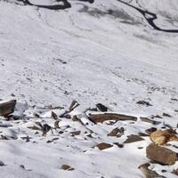 neve è piace pioggia ma congelato nel un' soffice modo. foto