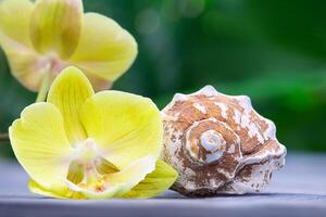 Limone orchidea con bianca conchiglia dietro a verde sfocato sfondo di palma le foglie. il concetto di vacanza, viaggiare, spiaggia, terme, vacanze nel tropicale nazione. copia spazio foto