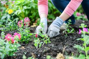 giardiniere piantare brillantemente colorato fiori nel un' vivace giardino durante primavera foto