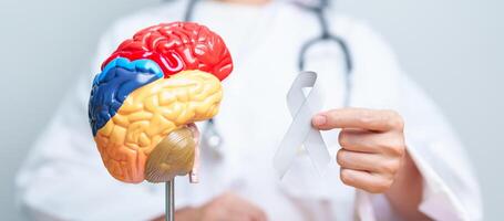 medico con grigio nastro e umano cervello anatomia modello. cervello cancro consapevolezza Maggio mese, mondo cervello tumore giorno, cervello ictus, demenza, alzheimer, morbo di Parkinson e mondo mentale Salute concetto foto