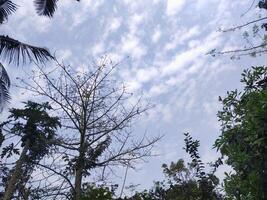 alberi con blu cielo e bianca nuvole per sfondo. estate vacanza concetto. foto