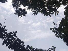 ramoscelli di salice albero su il sfondo di leggero blu cielo. caldo estate foto