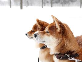 shiba inu cani nel il neve Guarda in il distanza. carino soffice cane foto