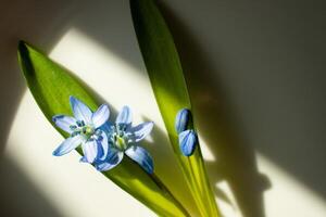 bucaneve, campanule, scilla fiori. blu primavera fiori pianta foto