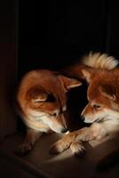 shiba inu cani giocare con ogni Altro. rosso shiba inu cani menzogna nel il sole foto