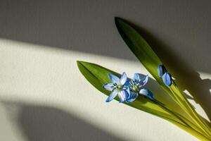 bucaneve, campanule, scilla fiori. blu primavera fiori pianta foto