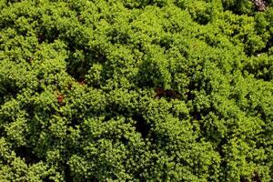 verde le foglie pianta. natura pianta sfondo foto