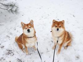 shiba inu cani nel un' inverno parco. carino rosso cani seduta su il neve e sorridente foto