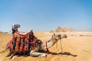 beduino con un cammello sullo sfondo delle piramidi in egitto foto