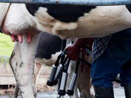 processi di mungitura il mucche. latteria mucca mungitura, mungitura routine. foto