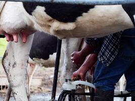 processi di mungitura il mucche. latteria mucca mungitura, mungitura routine. foto