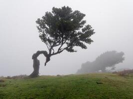 magico nebbioso foresta e alloro alberi con insolito forme causato di duro vento. viaggio il mondo. Fata racconto posto. fanale foresta, laurisilva di Madera, un' unesco mondo eredità, Portogallo. foto