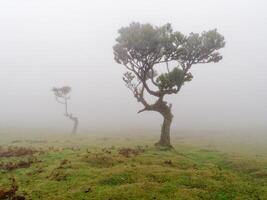 magico nebbioso foresta e alloro alberi con insolito forme causato di duro vento. viaggio il mondo. Fata racconto posto. fanale foresta, laurisilva di Madera, un' unesco mondo eredità, Portogallo. foto